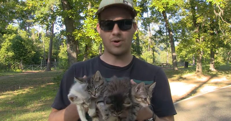 15049737084384 800x420 1472740204 While On A Hike In The Woods, They Found And Rescued Four Abandoned Kittens