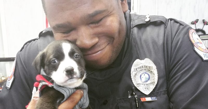 15051465154106 800x420 1454963974 This Cop Responded To A Normal Call And Found An Adorable Buddy In The Process