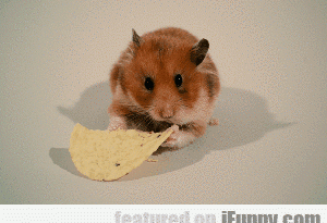 1505232883890 jefu49wkfo A Hamster Destroying A Tortilla Chip