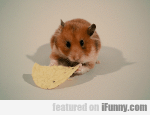 1505232883890 jefu49wkfo A Hamster Destroying A Tortilla Chip