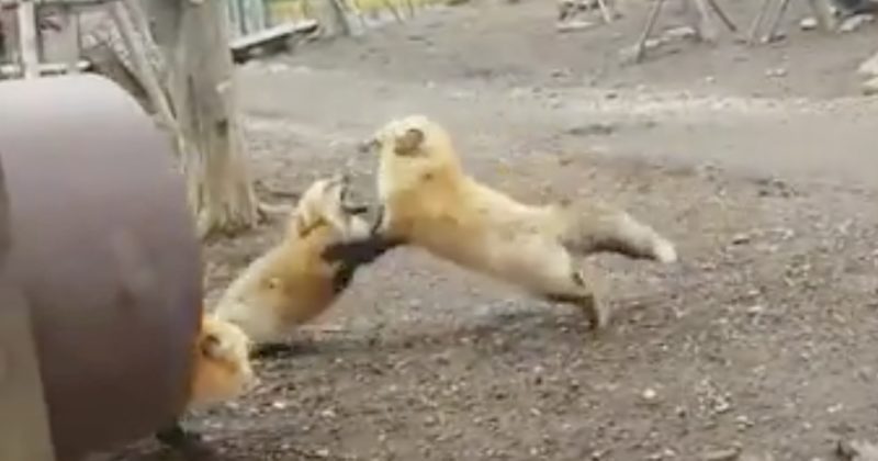 15052328902380 800x420 1500301749 This Looked Like It Was Going To Be An Epic Fox Battle...Right Up Until It Didn't