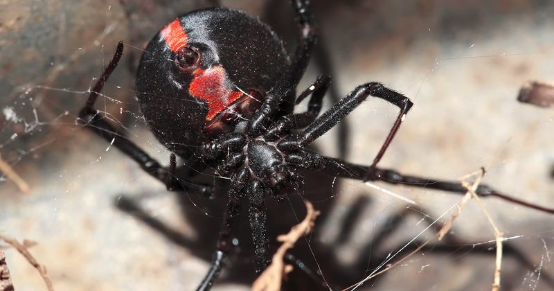 1505319290880 800x420 1478543915 Meet The Redback Spider, One Of The Most Dangerous Arachnids Out There