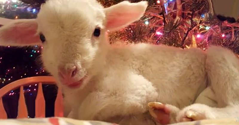 15054057191049 800x420 1468358109 This Little Lamb Was Born With A Disability, But Look At How Her Humans Helped Her