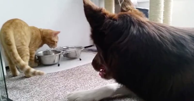 15061832929699 800x420 1458021172 Lunchtime Is Better When You're Eating With Friends -- Just Ask These Two!