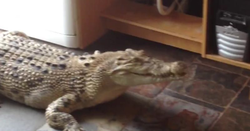 15064424812210 800x420 1470075607 There Was A Crocodile Outside Her House, But What She Did Next Is Just Insane