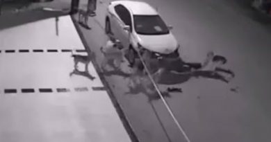 15065288861462 800x420 1476736976 A Bunch Of Dogs Walked Up To This Car...And Totally Demolished It