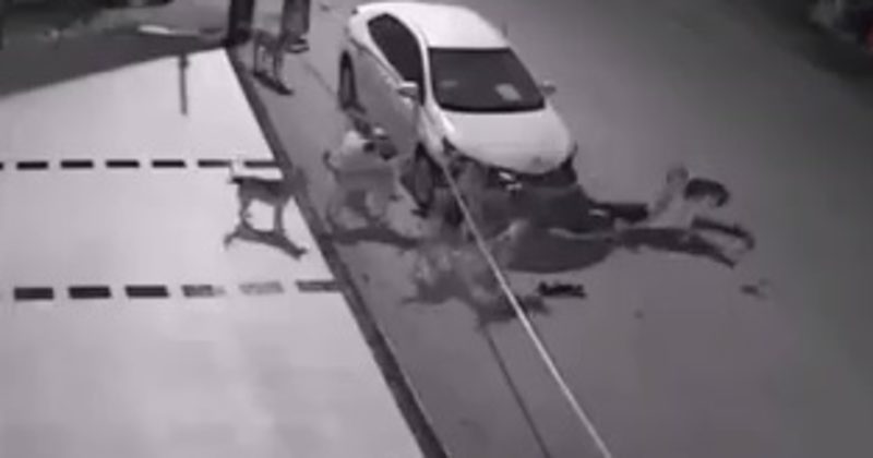 15065288861462 800x420 1476736976 A Bunch Of Dogs Walked Up To This Car...And Totally Demolished It