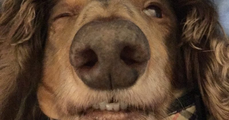 1506960890608 800x420 1490914343 22 Dogs After Surgery That Are Too Good (And Too Funny) For This World