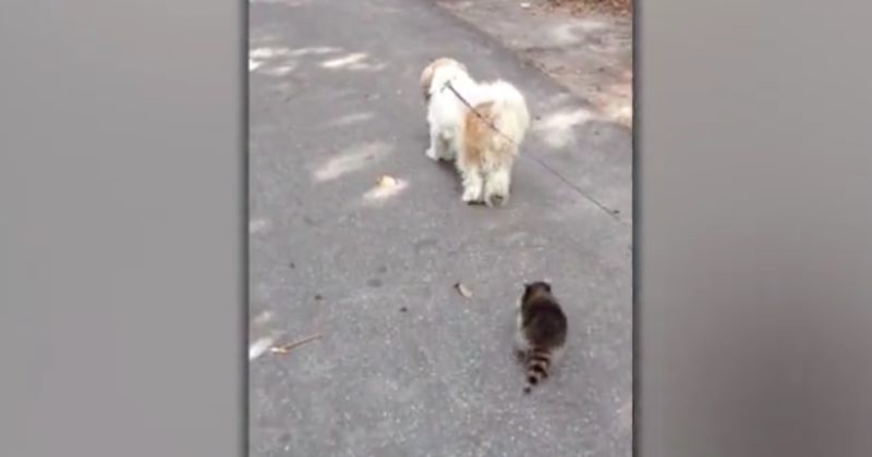 15073928792353 800x420 1469737788 When You See Who Is Walking With This Dog, You'll Squeal!