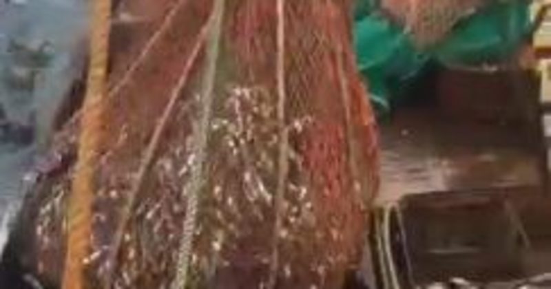 15079976926245 800x420 1478557990 These Fishermen Reeled In Their Catch Only To Find This Hilarious Guy In Their Net