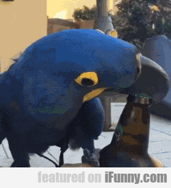15080840887728 Parrot Open Bottle Cap