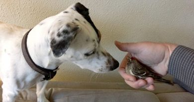 15081704977892 800x420 1490641154 This Unlikely Pair Is Adorable, But The Story Of How They Met Is Even Sweeter!