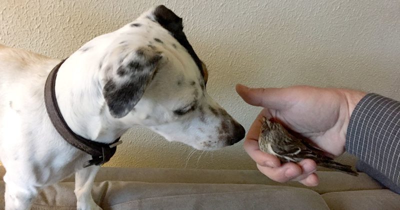 15081704977892 800x420 1490641154 This Unlikely Pair Is Adorable, But The Story Of How They Met Is Even Sweeter!