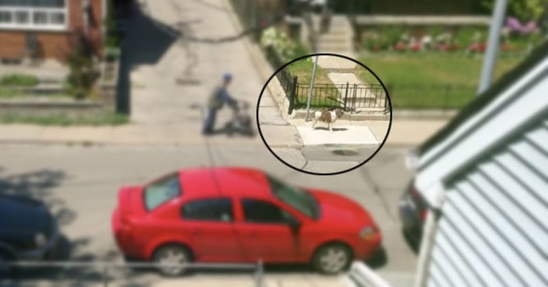 15085160976962 800x420 1455127530 Loyal, Patient Dog Waits On His Elderly Owner During A Walk -- So Sweet