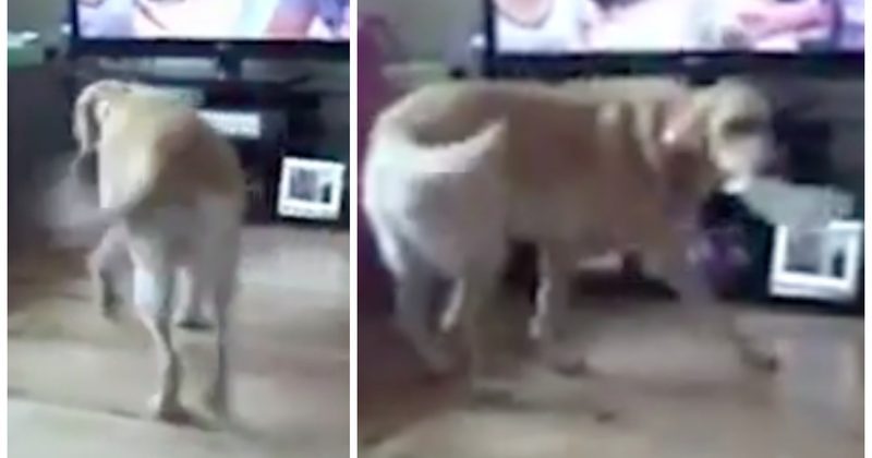 15086888845355 800x420 1480955383 Good Dog! Labrador Fetches Tissues For Pregnant Owner When She Sneezes