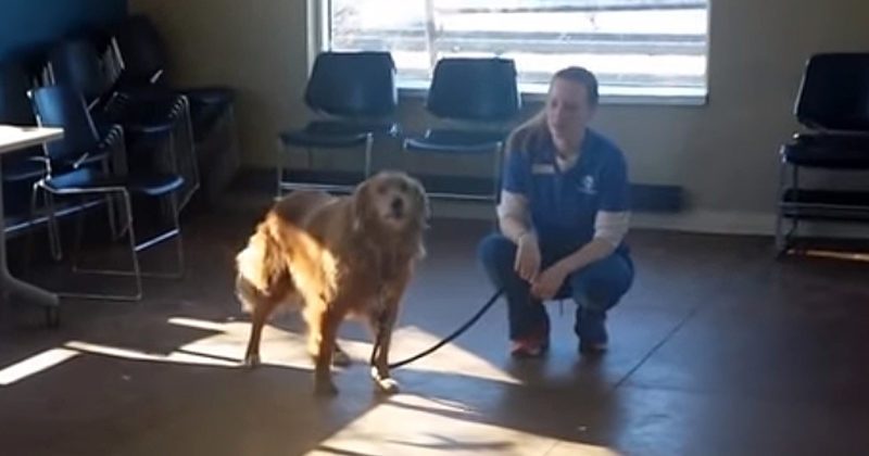 15088617282019 800x420 1463434569 Long-Lost Dog Finally Gets To Hug His Family Again In Heartwarming Reunion