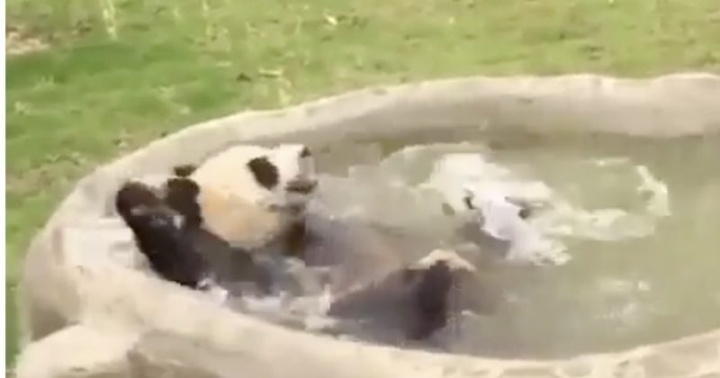 15090344857890 800x420 1495573847 This Panda Will Splash All Day And It Doesn't Care About Any Of Your Garbage
