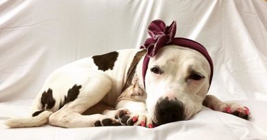 15092073737975 800x420 1482160375 She Lost An Ear When She Was Used For Dog Fighting, But Look At Her Now