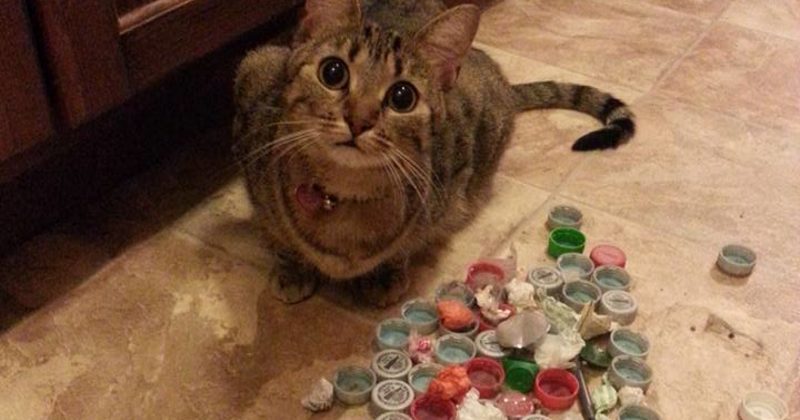 15102440821830 800x420 1478106713 22 Hilarious Photos That Cat Lovers Will Understand All Too Well