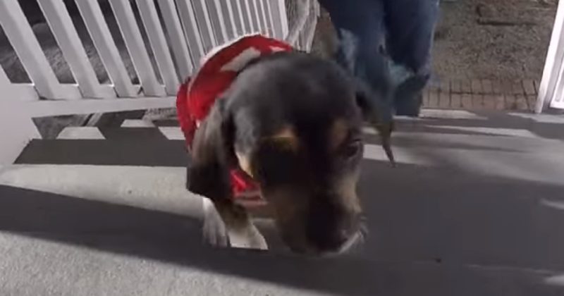 15105897216782 800x420 1460063424 Considering What This Puppy Has Gone Through, This Video Is Incredibly Inspiring