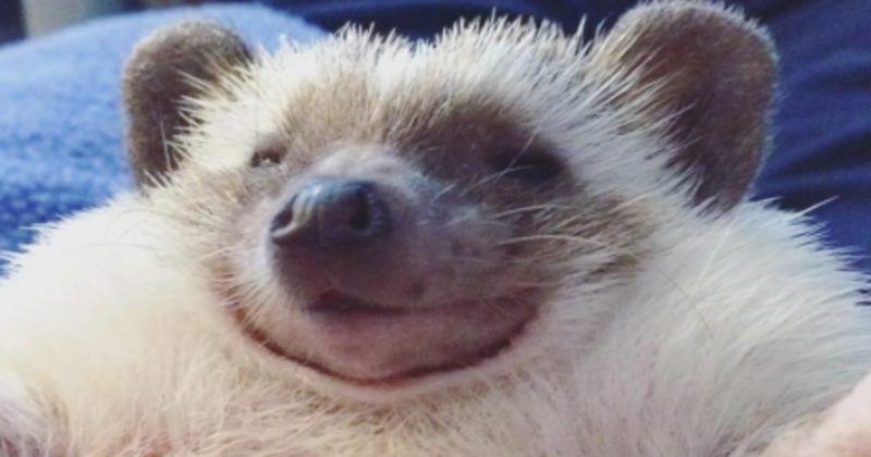 15116265458217 800x420 1479693933 22 Animals Smiling Will Get You Through The Toughest Times -- AWW