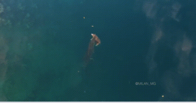 15119720942560 xuw3bcpwk7 Massive Salt Water Crocodile With Pig In Its Mouth