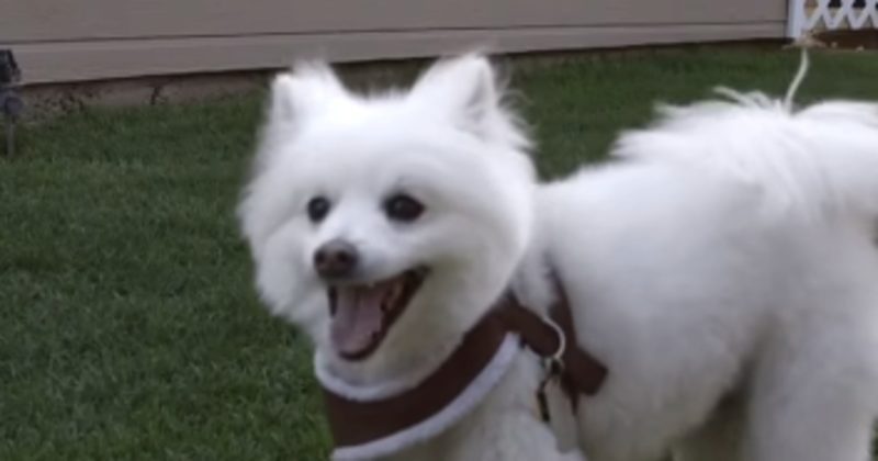 15122313463353 800x420 1475940703 Could This New Drug Help Our Best Friends Live Longer? These Dogs Say Yes!
