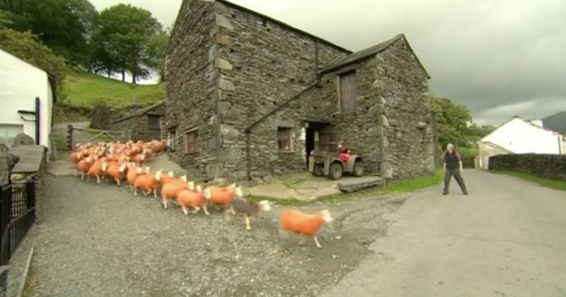 15127497019393 800x420 1474908294 A Sheep Farm May Not Sound Like A Tourist Attraction, But You Have To See This One