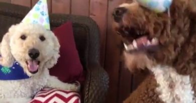 15130089182114 800x420 1504149837 They Were Trying To Sing Happy Birthday When This Funny Dog Stole The Show