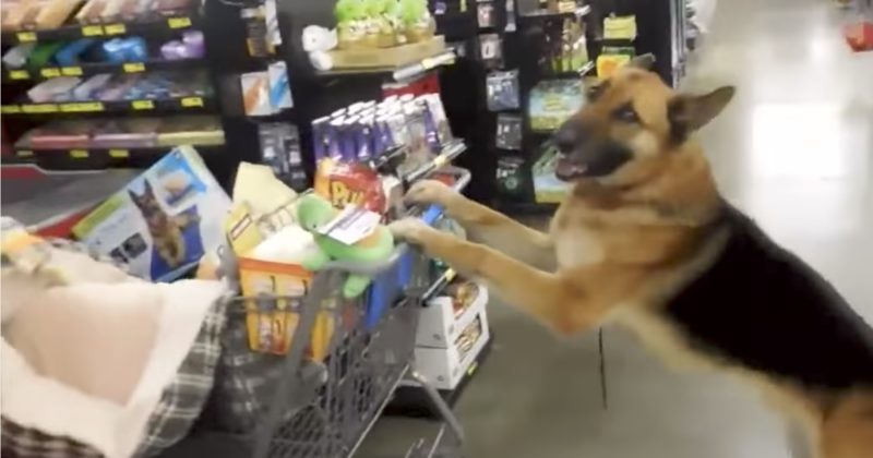 1513268100692 800x420 1503599256 She Was Working At The Register When The Cutest Customer Ever Got In Her Line