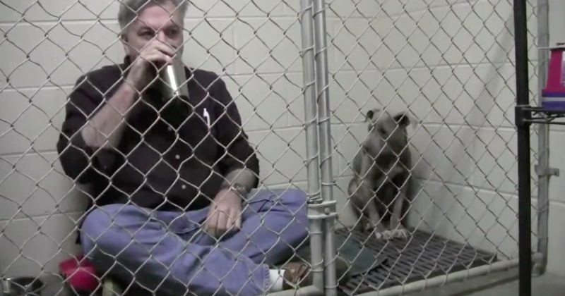 15134408877684 800x420 1455725954 What This Man Does For A Neglected Pit Bull Is Beyond Sweet -- My Heart!