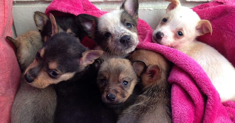 15137864937452 800x420 1469455180 Heartbroken Mama Dog Has An Incredible Reunion With Her Adorable Puppies