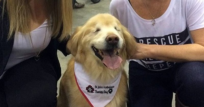 15138729192263 800x420 1459616546 This Dog Might Be Blind, But He Sees Life More Clearly Than Most Of Us Do