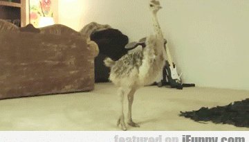 1514132124112 mlmplxezq3 Baby Ostrich Dance Party