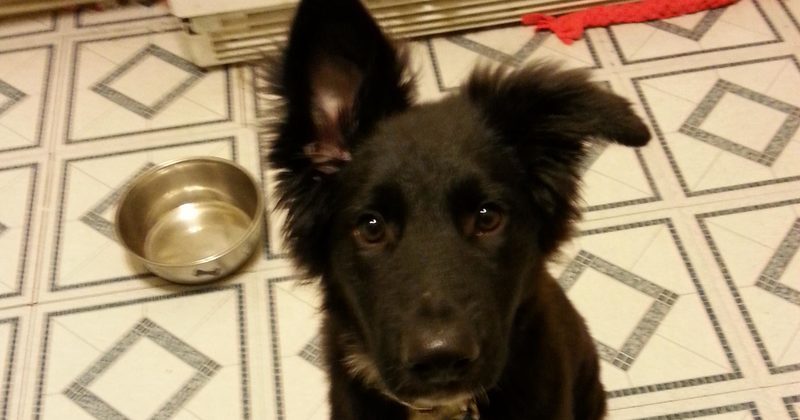 15145641616063 800x420 1473776962 These 25 Dogs Are Actually Only Half-Listening To What You're Saying