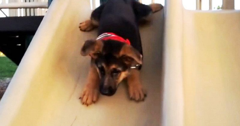 151499610256 800x420 1449875132 20 Hilarious Times Humans And Animals Failed At Slides