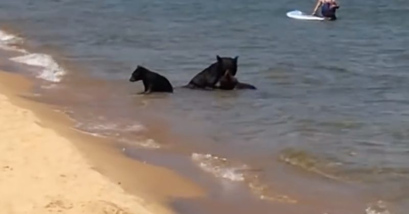 15152552901471 800x420 1470253927 Beachgoers Were In For A Shock When These Woodland Creatures Joined Them For A Swim