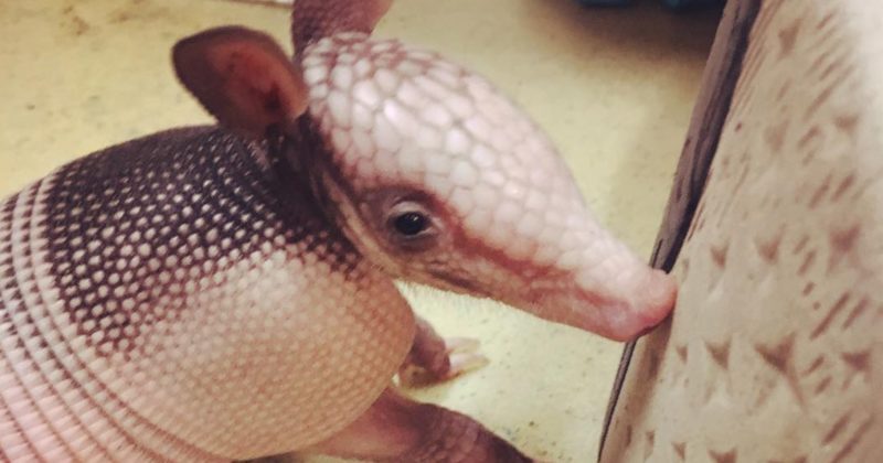 15153417437367 800x420 1495460873 Here's The Therapy You Never Knew You Needed: Baby Armadillos. You're Welcome.