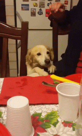 15158600812620 p5g8h51yvc Such A Lovely Puppy Or... Maybe Not