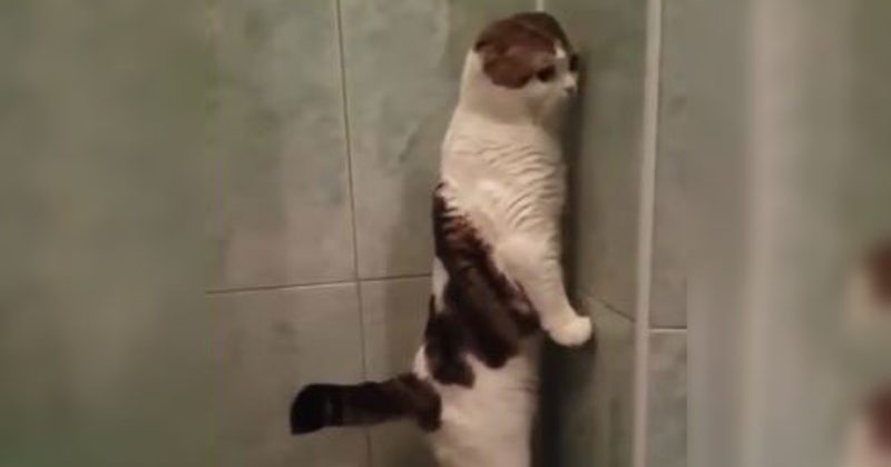 15158600853783 800x420 1482195599 21 Cats Who Are Breaking Stereotypes In The Most Awesome Ways Possible