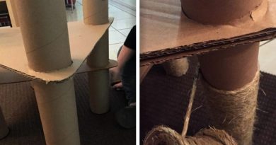 15163784791622 800x420 1465504246 You Don't Have To Spend A Ton To Make A Cool Cat Tree For Your Feline Friends