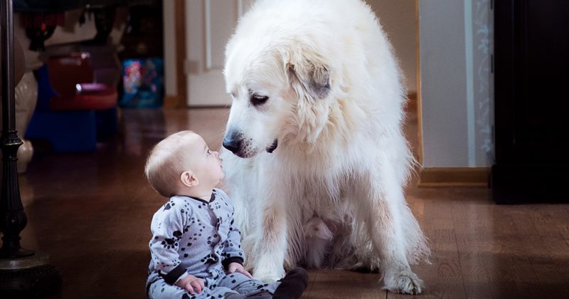 15173288923860 800x420 1452029981 21 Undeniable Reasons Why You Should Adopt A Pet For Your Kid