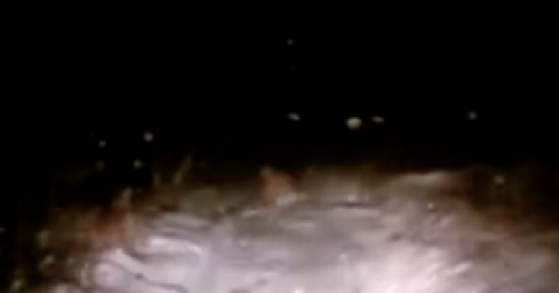 15175017091620 800x420 1480269387 Traveling At Night, They Couldn't Believe Their Eyes When A Yeti Crossed The Road