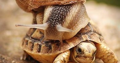 15181065185346 23p8vs Image tagged in memes,animals,powermetalhead,funny,turtles,snail