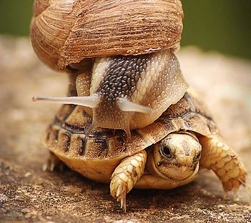 15181065185346 23p8vs Image tagged in memes,animals,powermetalhead,funny,turtles,snail