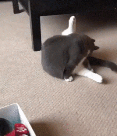 15181929629731 zqrxz4aend Did Someone Say Schmakos?