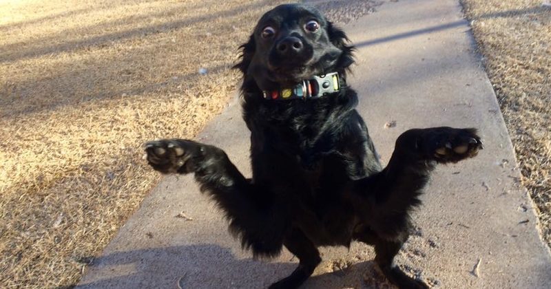 15183656974039 800x420 1487877391 This Dog Is Looking For A New Home And I Think We Can All Agree He's The Cutest