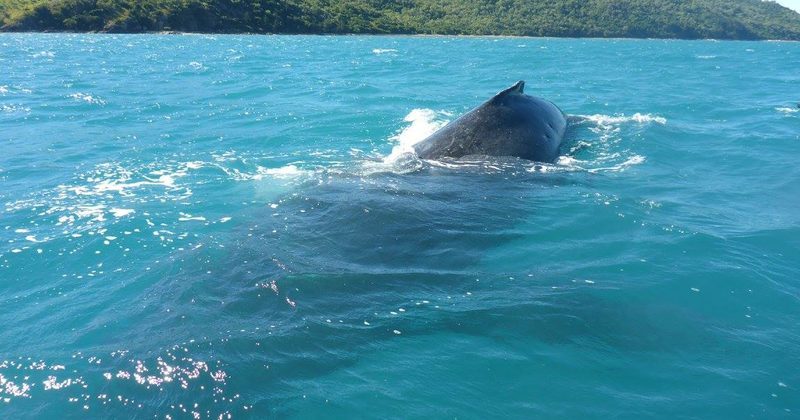 15195752858334 800x420 1468425904 These Tourists Were Expecting An Average Jet Ski Tour, But Look Who Came To Say Hi!