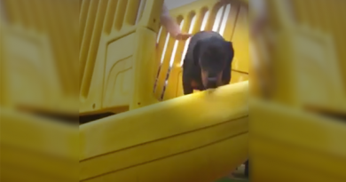 15198345844093 600x315 1406691971 What This Doberman Decides To Do On The Slide Just Made My Day.
