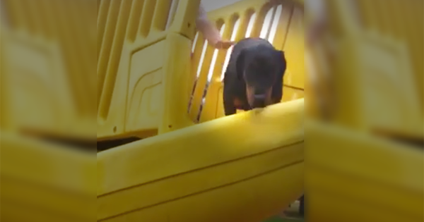 15198345844093 600x315 1406691971 What This Doberman Decides To Do On The Slide Just Made My Day.